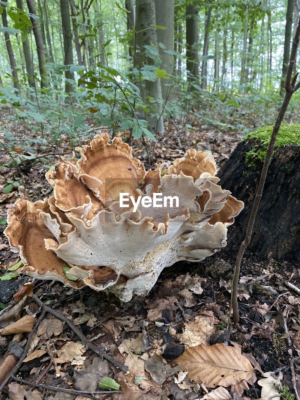 CLOSE-UP OF MUSHROOMS GROWING ON TREE TRUNK