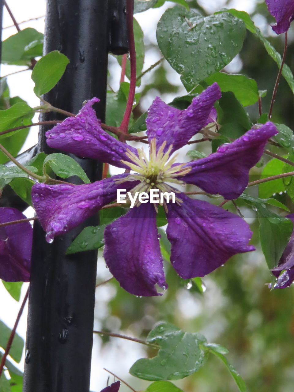 CLOSE-UP OF PURPLE FLOWERING PLANT WITH PINK LEAVES