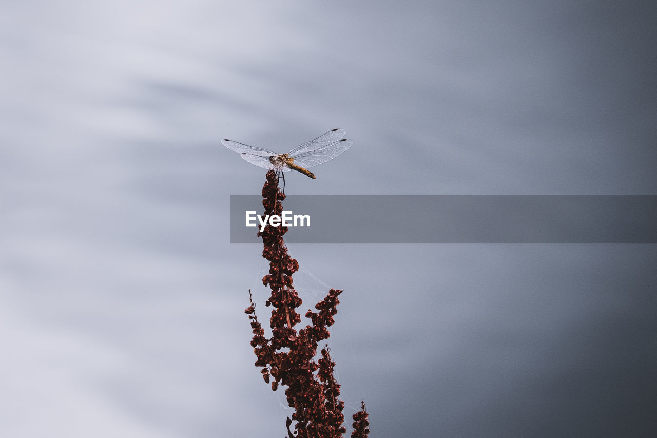 sky, nature, macro photography, no people, flower, day, close-up, outdoors, tree, low angle view, plant, cloud, branch, leaf