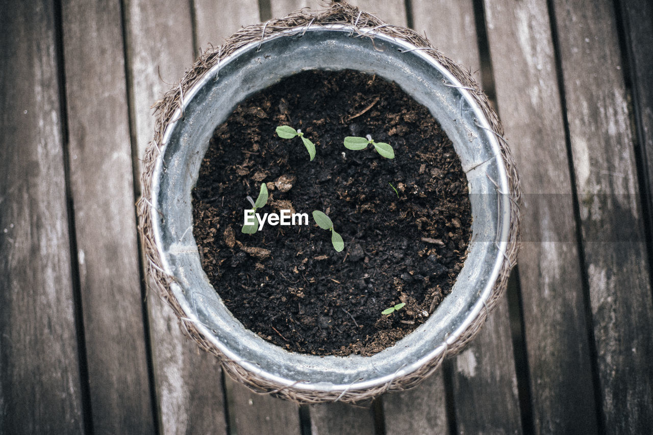 Directly above shot of potted seedlings on table