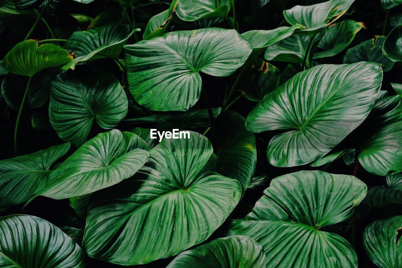 Full frame shot of plants