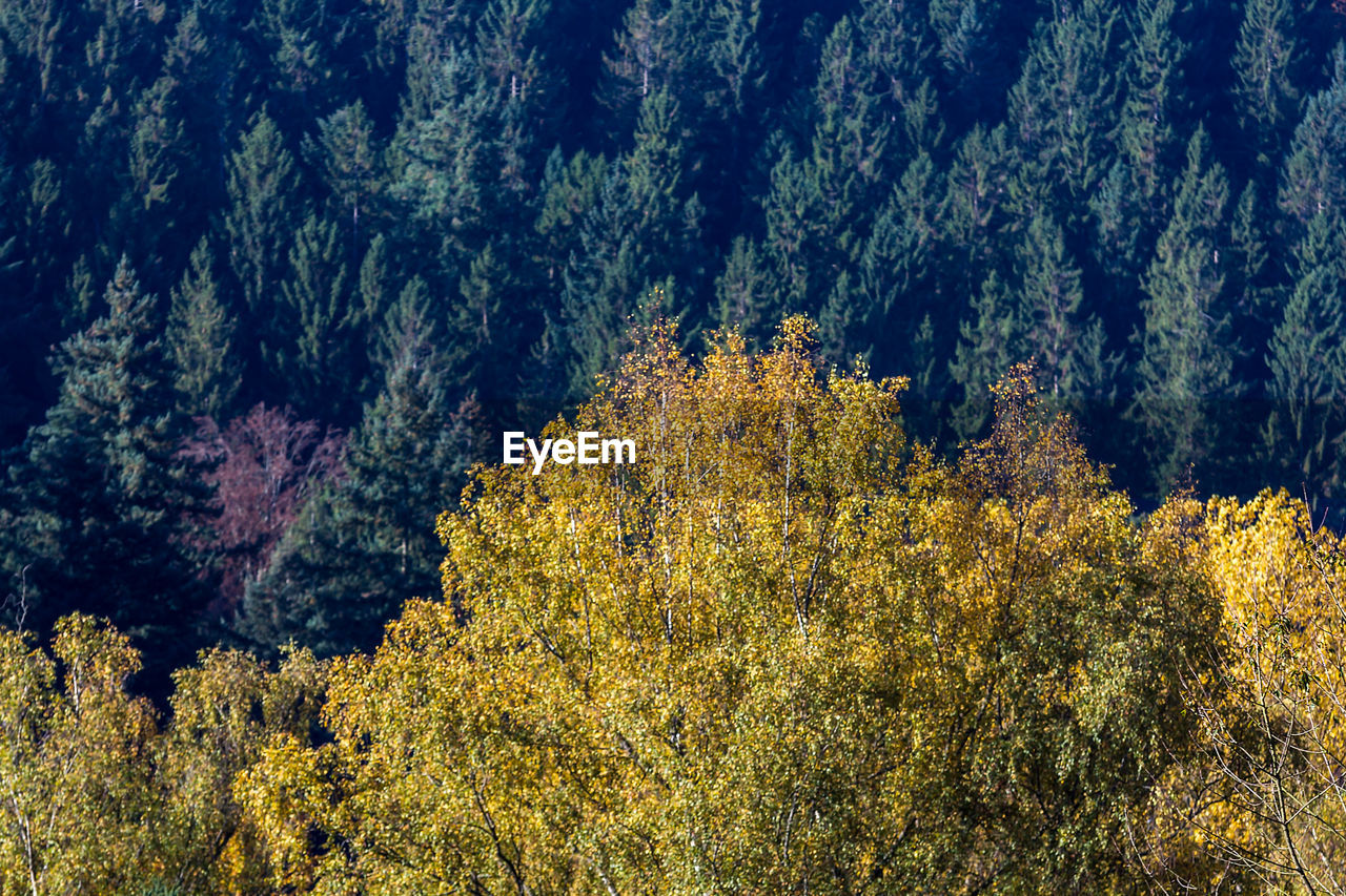 Trees in forest against sky