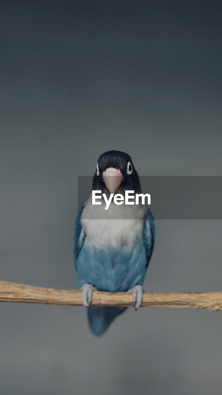 Close-up of a bird perching on wood