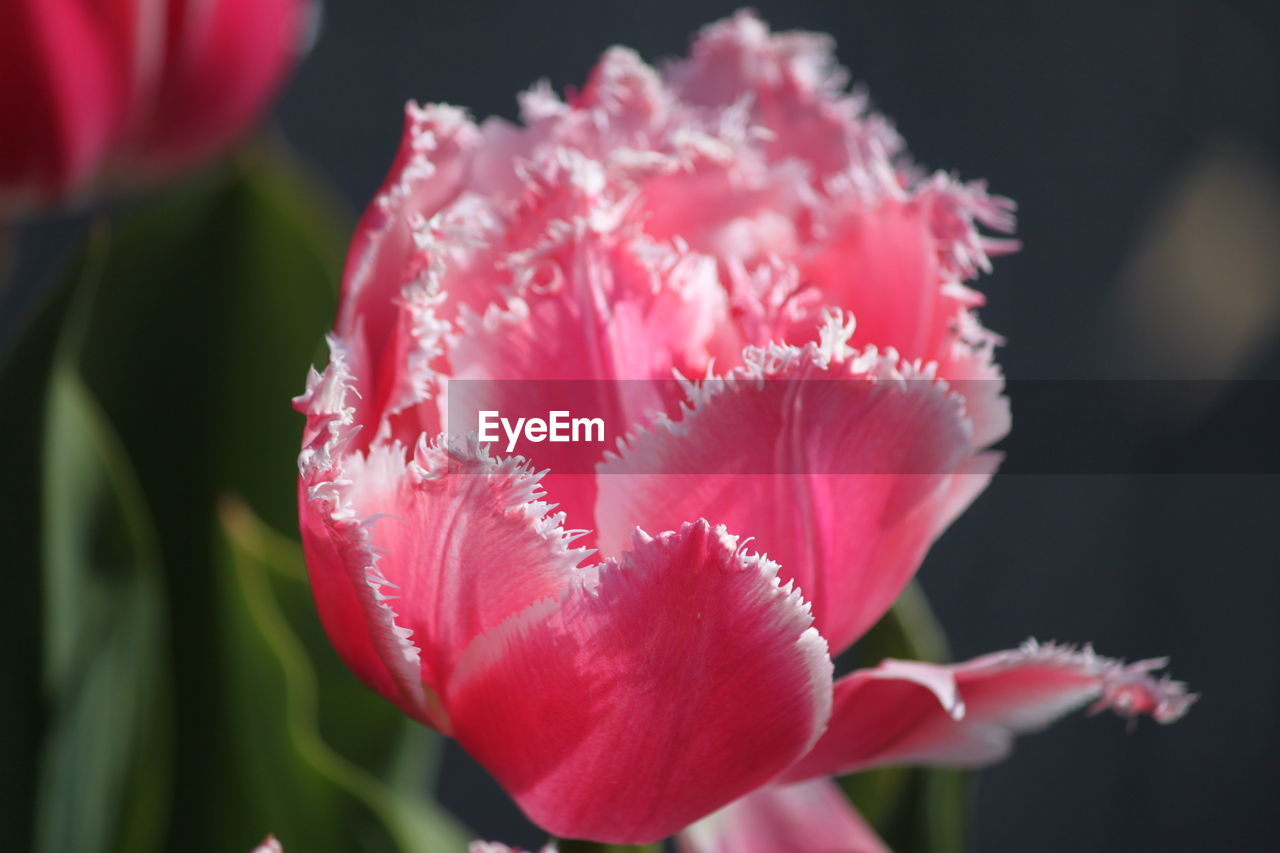 Close-up of red flower