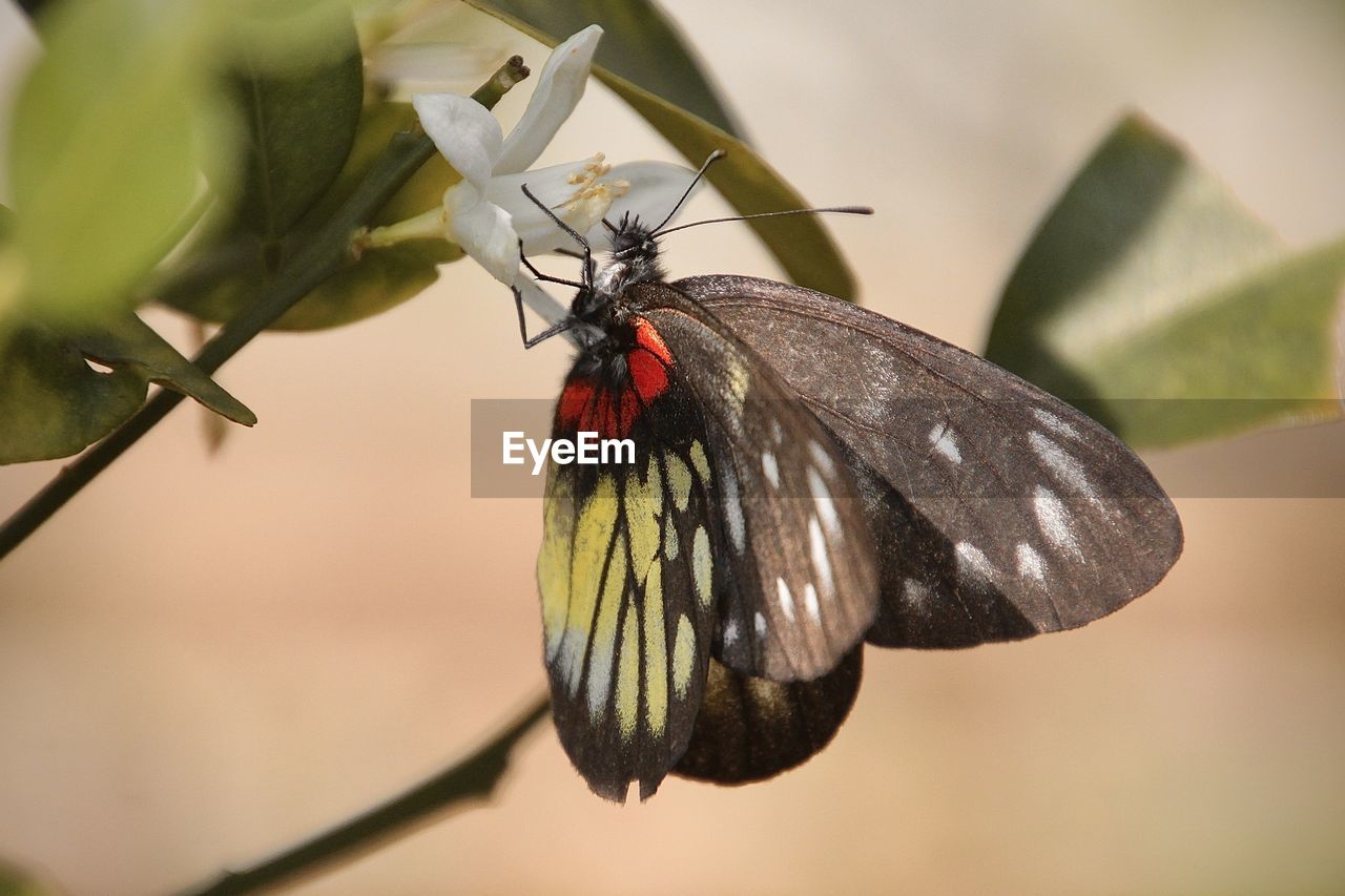 animal themes, insect, animal, animal wildlife, animal wing, close-up, nature, macro photography, wildlife, one animal, beauty in nature, butterfly, plant, animal body part, flower, moths and butterflies, no people, focus on foreground, green, perching, fragility, macro, wing, plant part, leaf, outdoors, flowering plant, yellow, full length, magnification, freshness