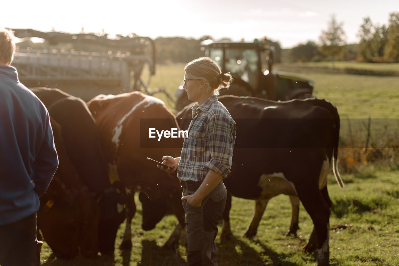 Farmers examining cows at farm on sunny day