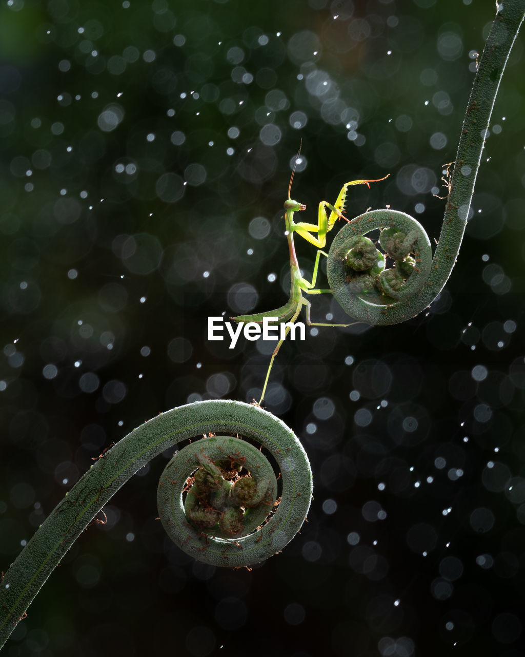 Close-up of insect  with water drops on plant