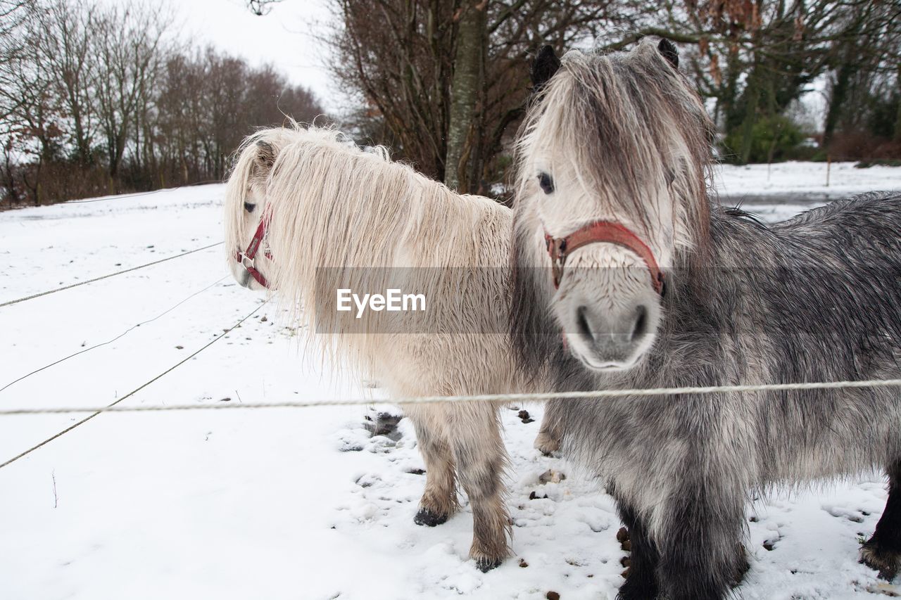 HORSE ON SNOW COVERED FIELD AGAINST TREES