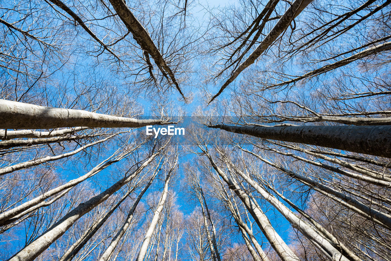 Low angle view of bare trees against sky