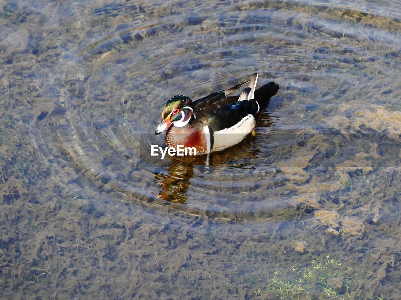 Duck swimming in lake