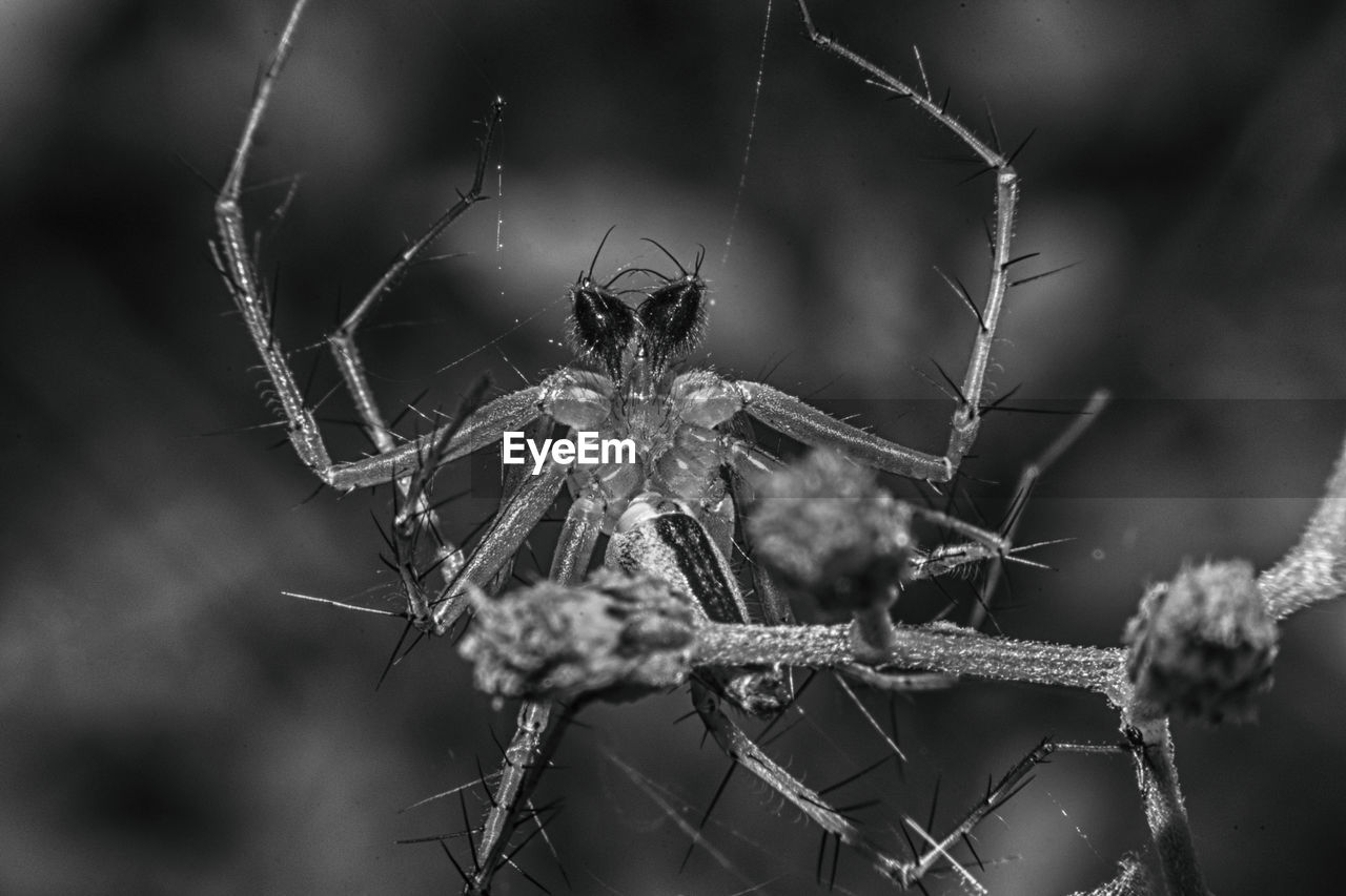 CLOSE-UP OF SPIDER AND WEB