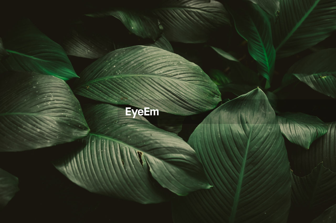 Close-up of green leaves in forest