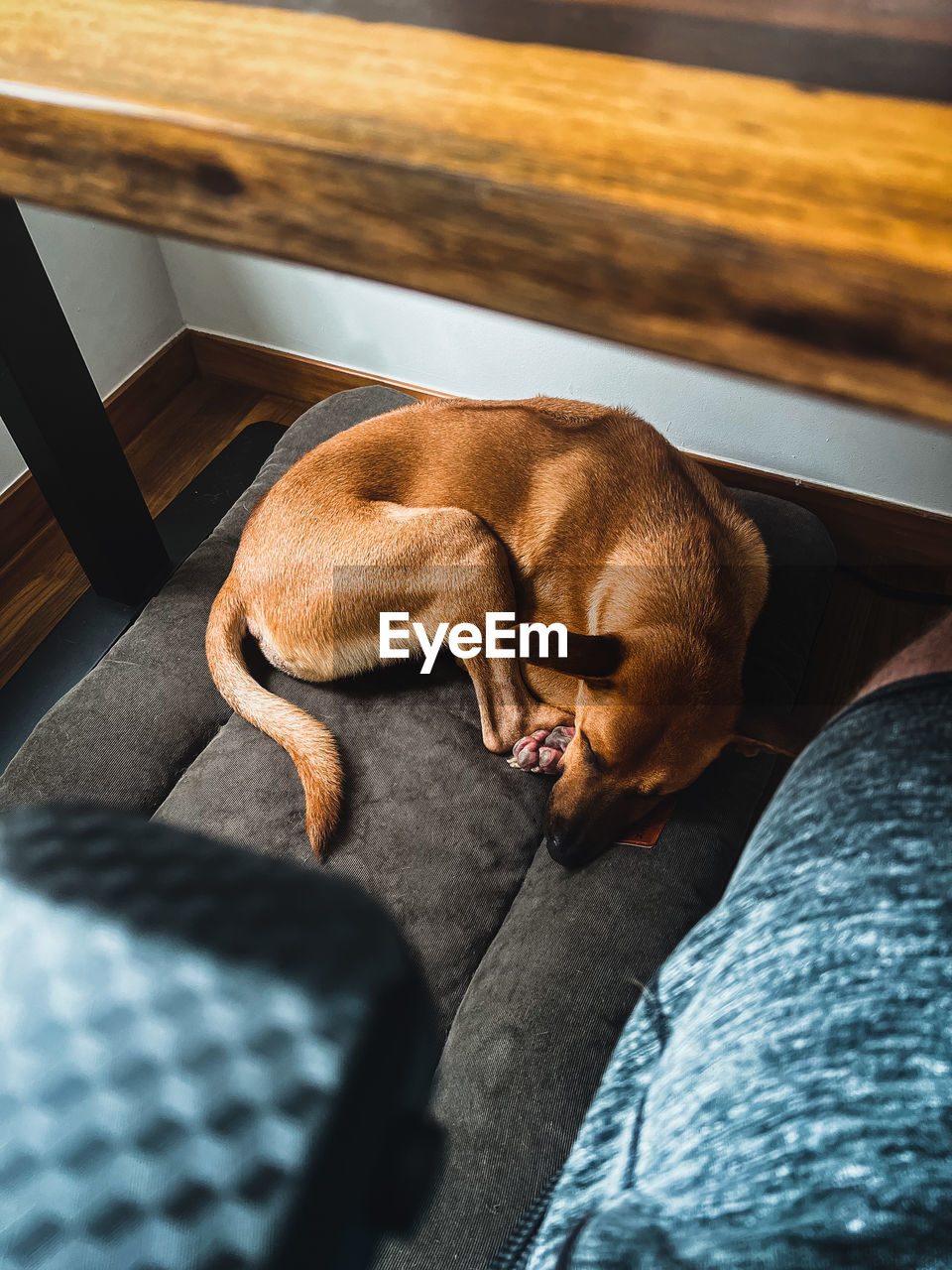 High angle view of brown dog sleeping under the desk 