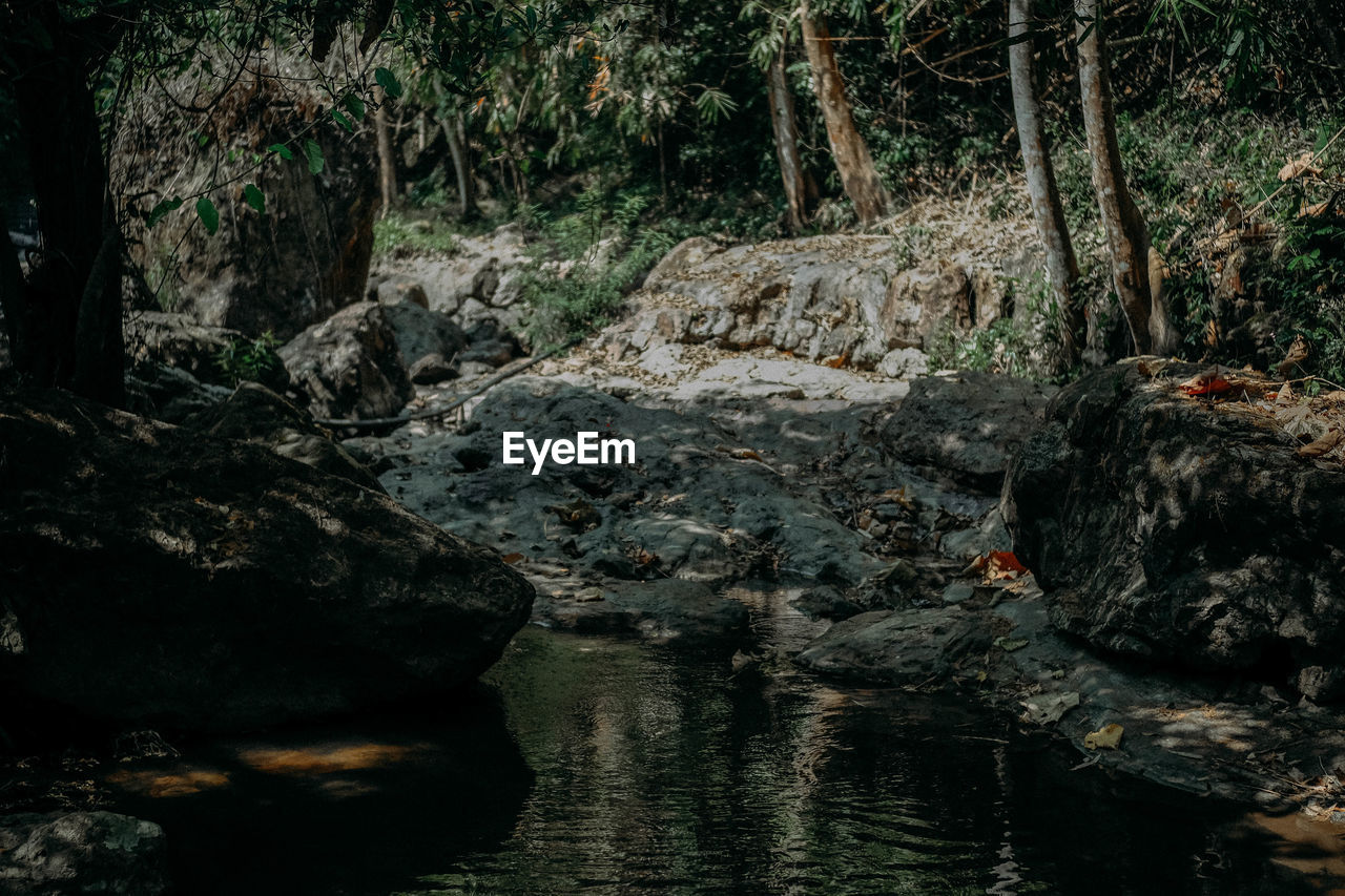 Rocks in river amidst trees in forest