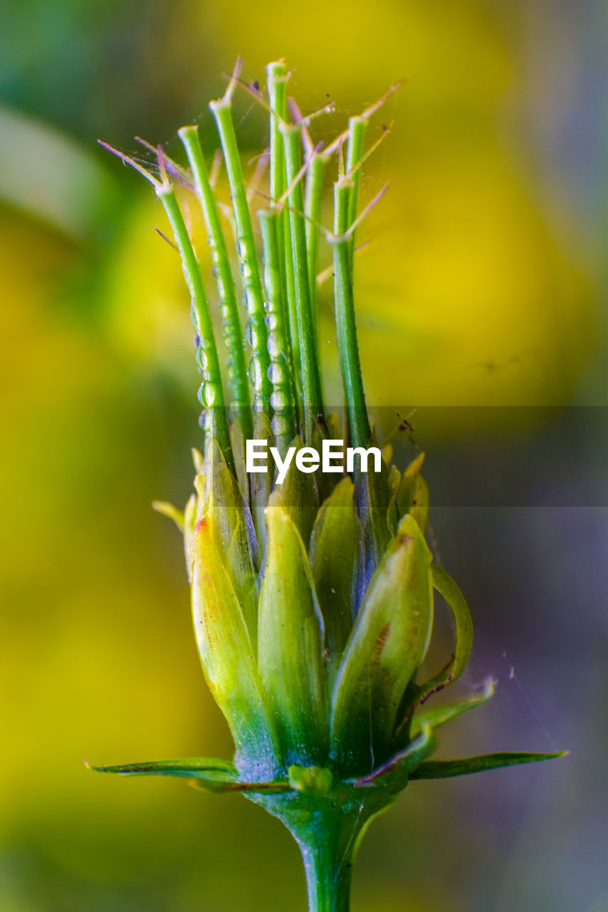 Close-up of succulent plant