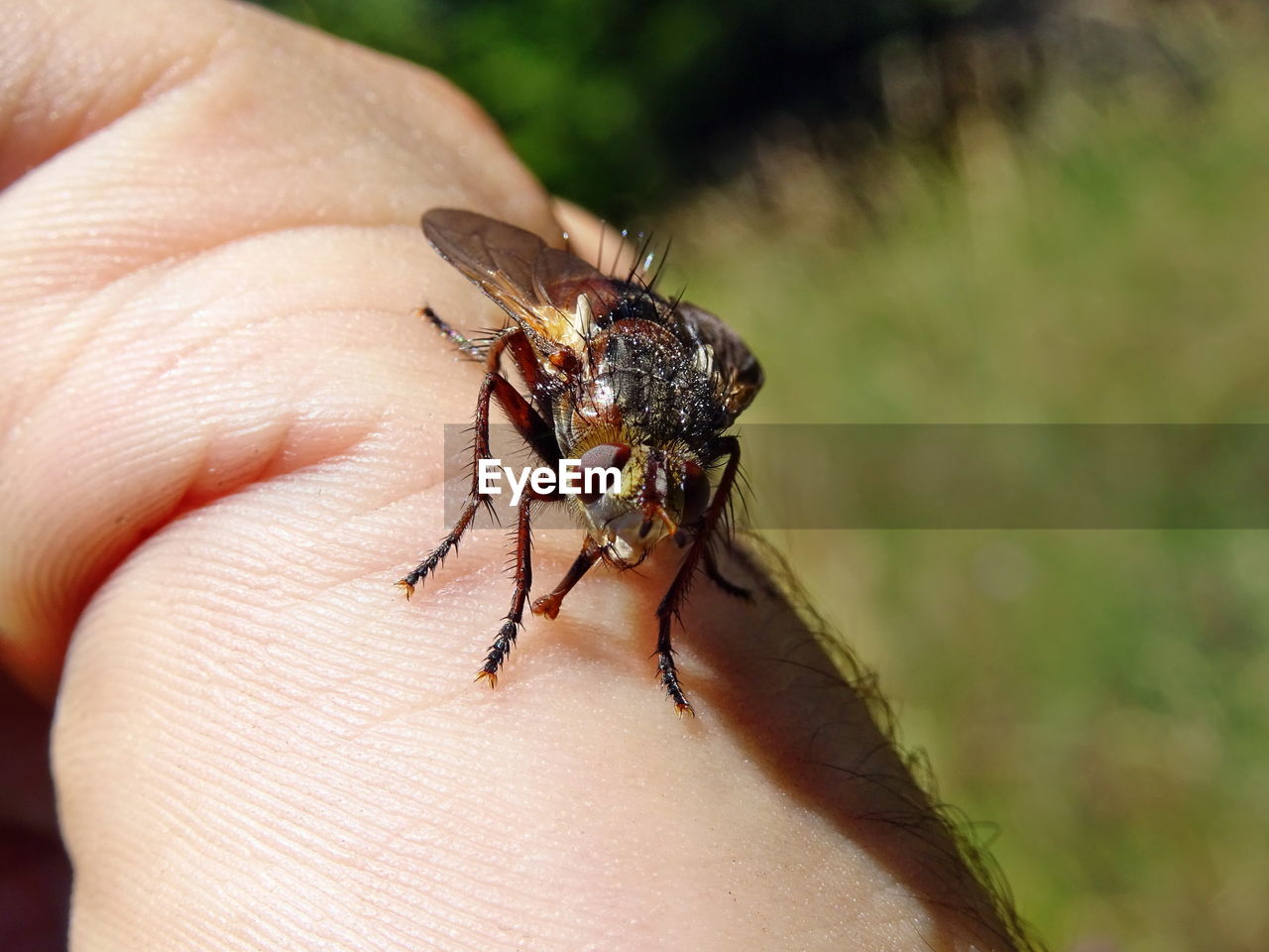 CLOSE-UP OF INSECT ON HAND HOLDING LEAF