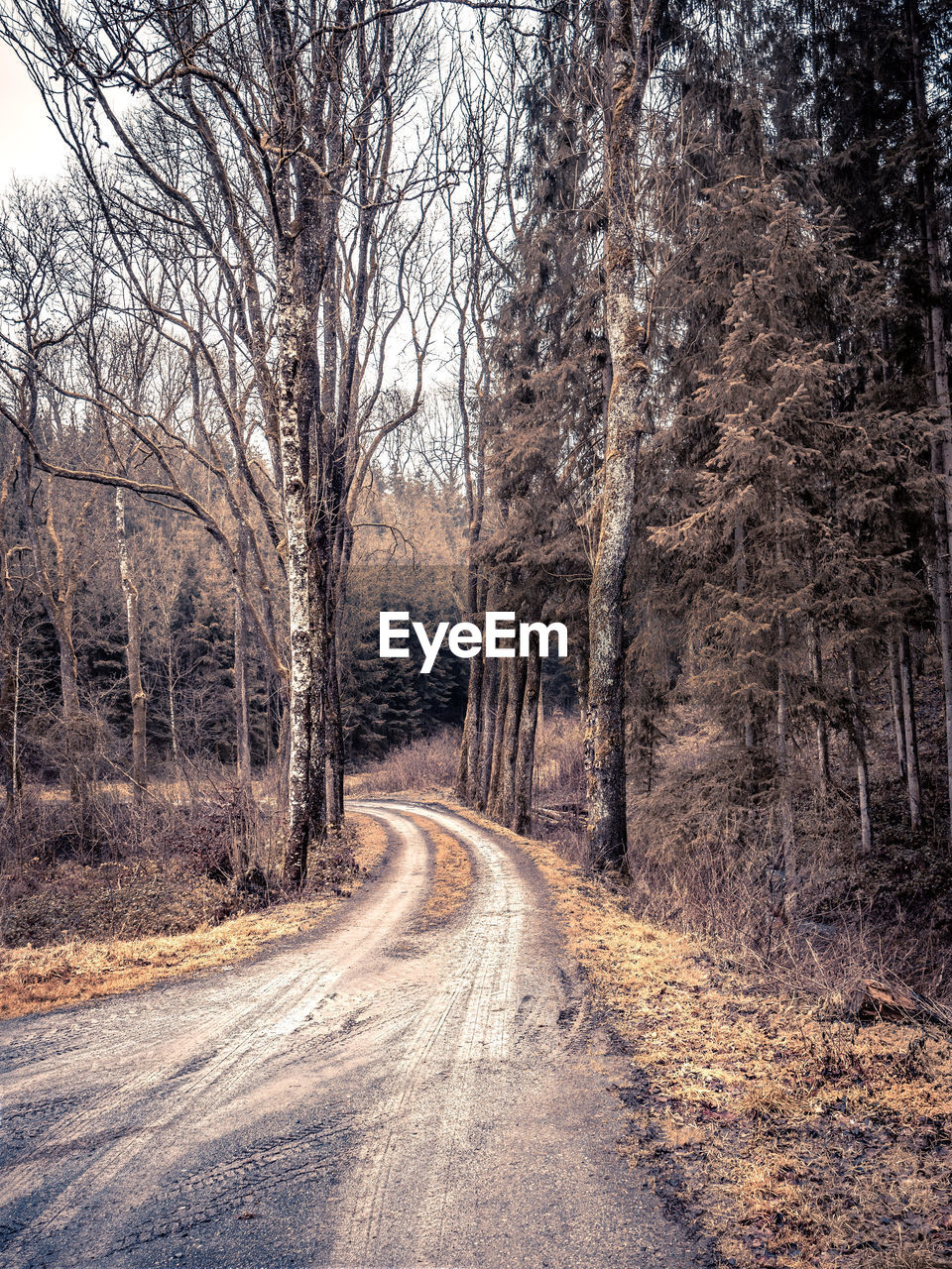 Dirt road amidst trees in forest