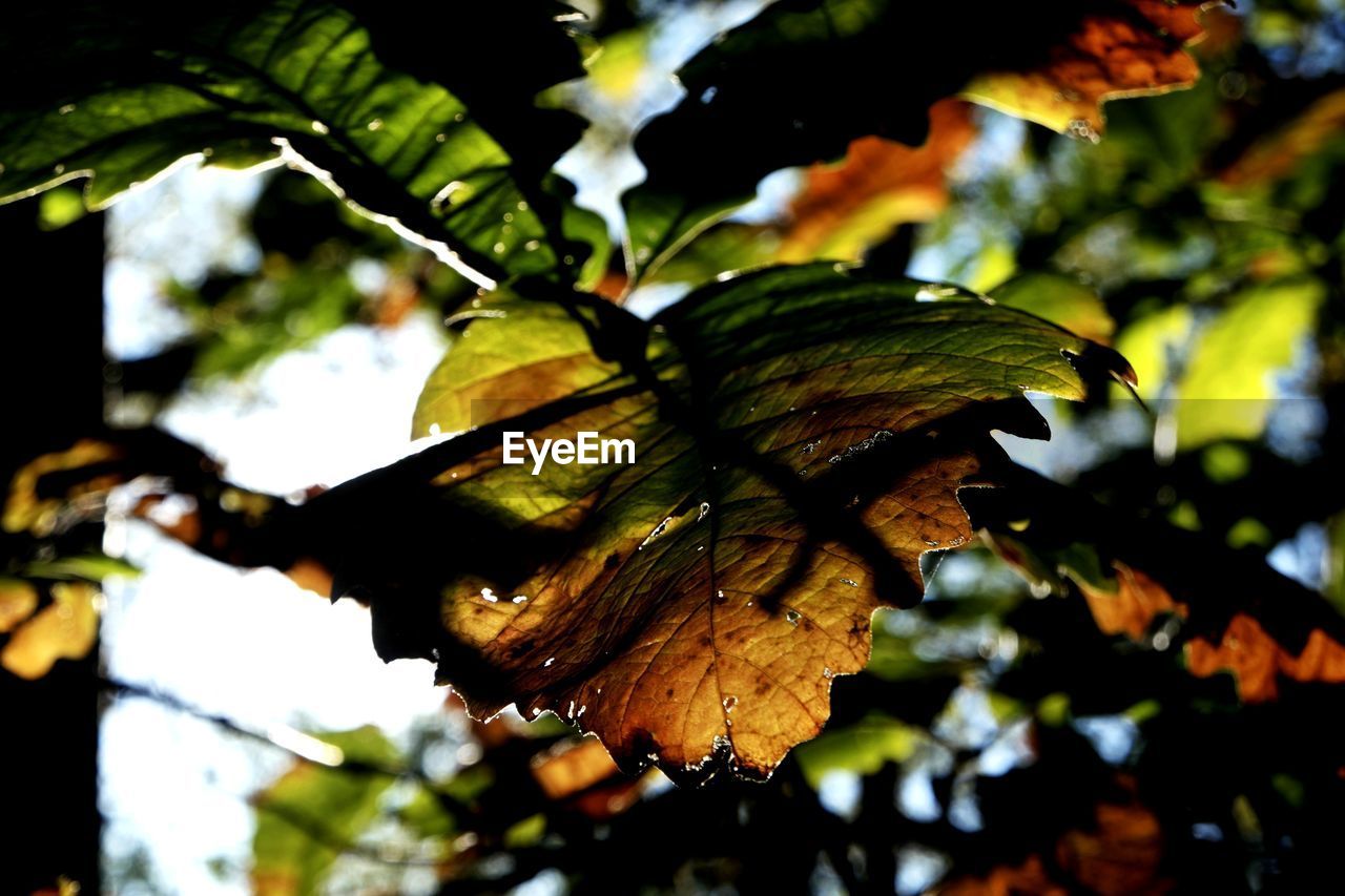 CLOSE-UP OF FRESH LEAF