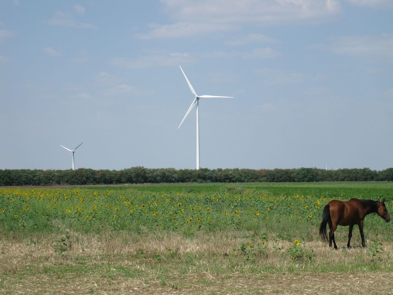 Wind turbines in field