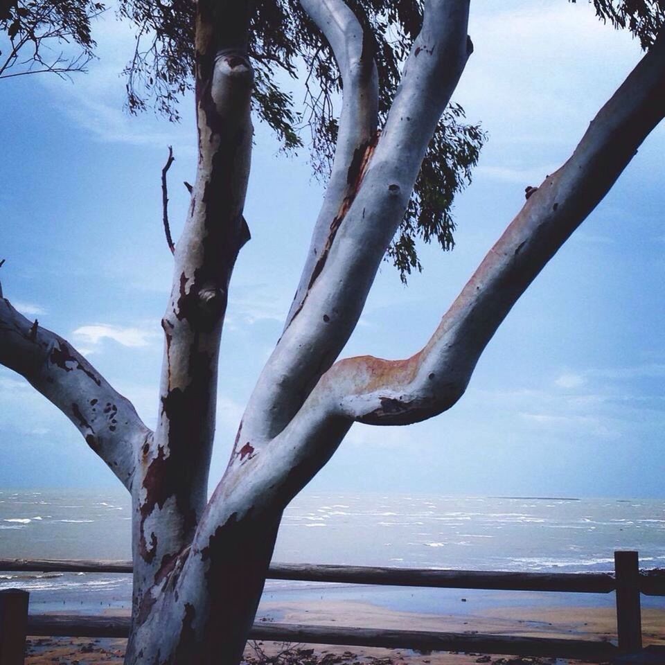 TREES BY SEA AGAINST SKY