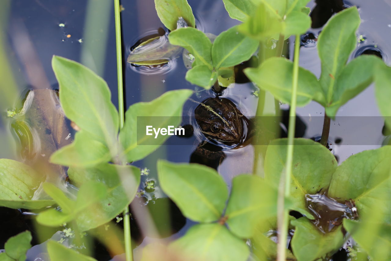 CLOSE-UP OF WET PLANTS