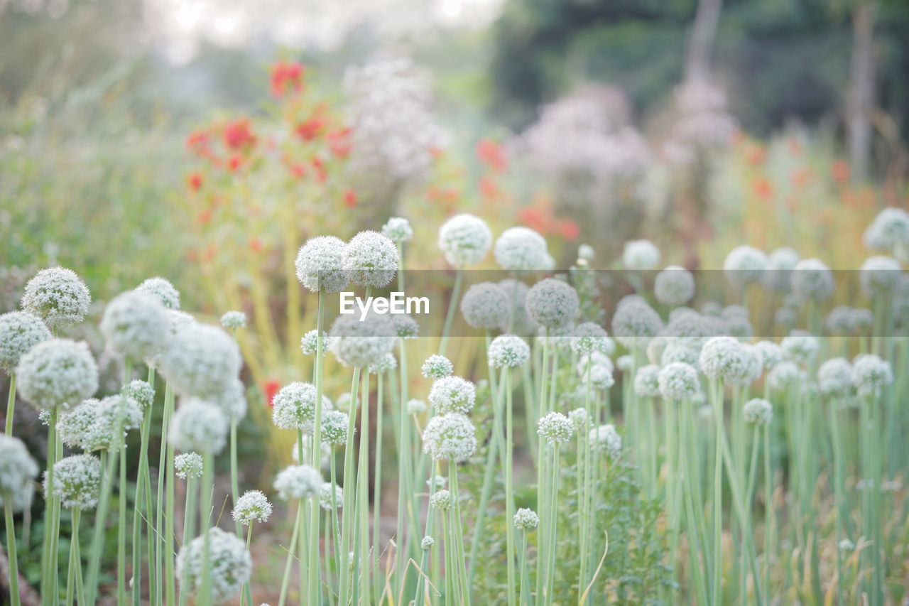 CLOSE-UP OF WHITE FLOWERING PLANTS