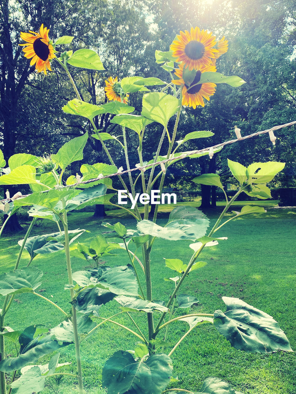 CLOSE-UP OF YELLOW FLOWERING PLANTS ON FIELD