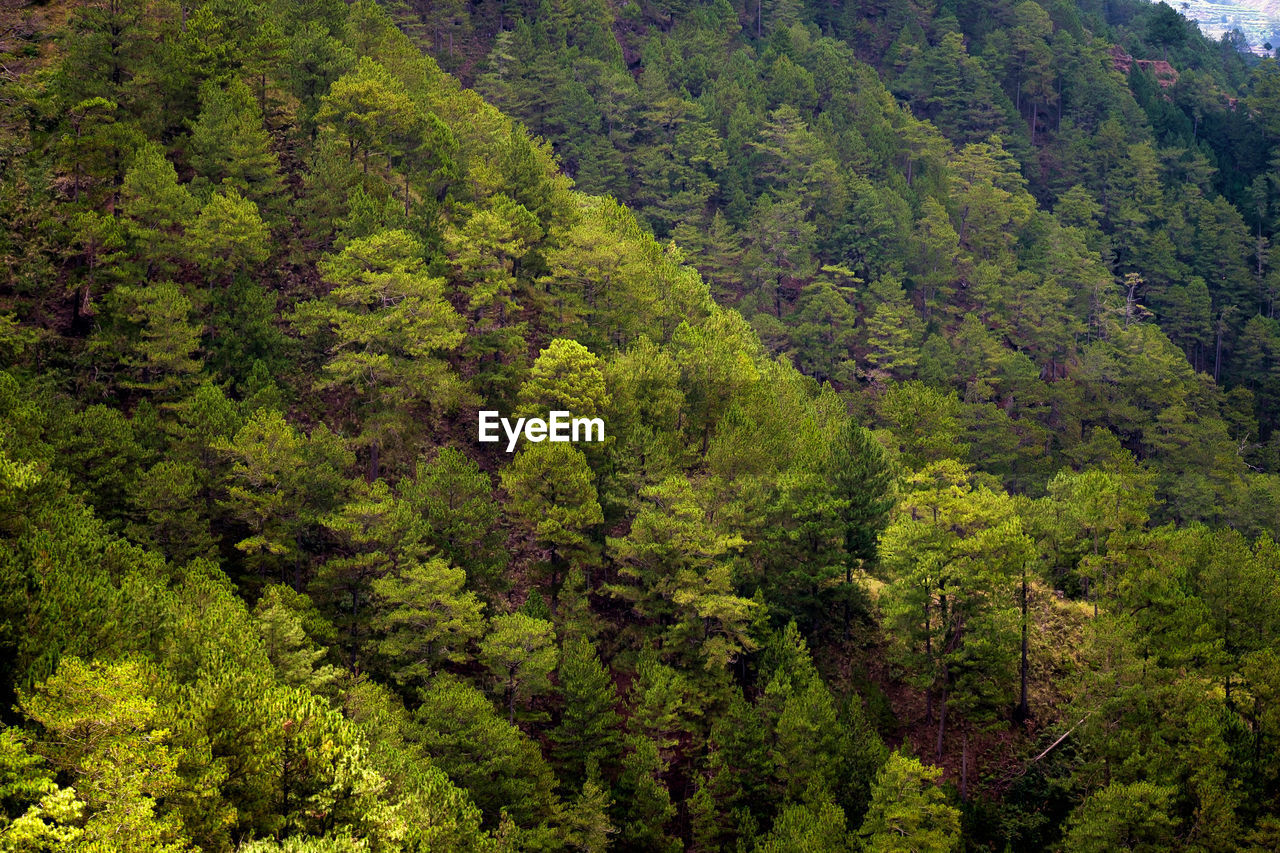 Pine trees in forest