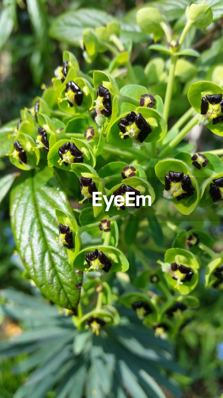 High angle view of flower buds in park