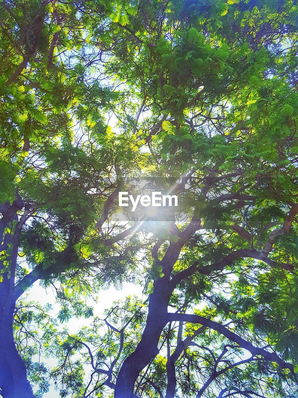 LOW ANGLE VIEW OF TREES IN FOREST