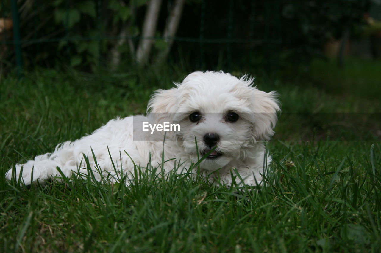 Portrait of white puppy on field