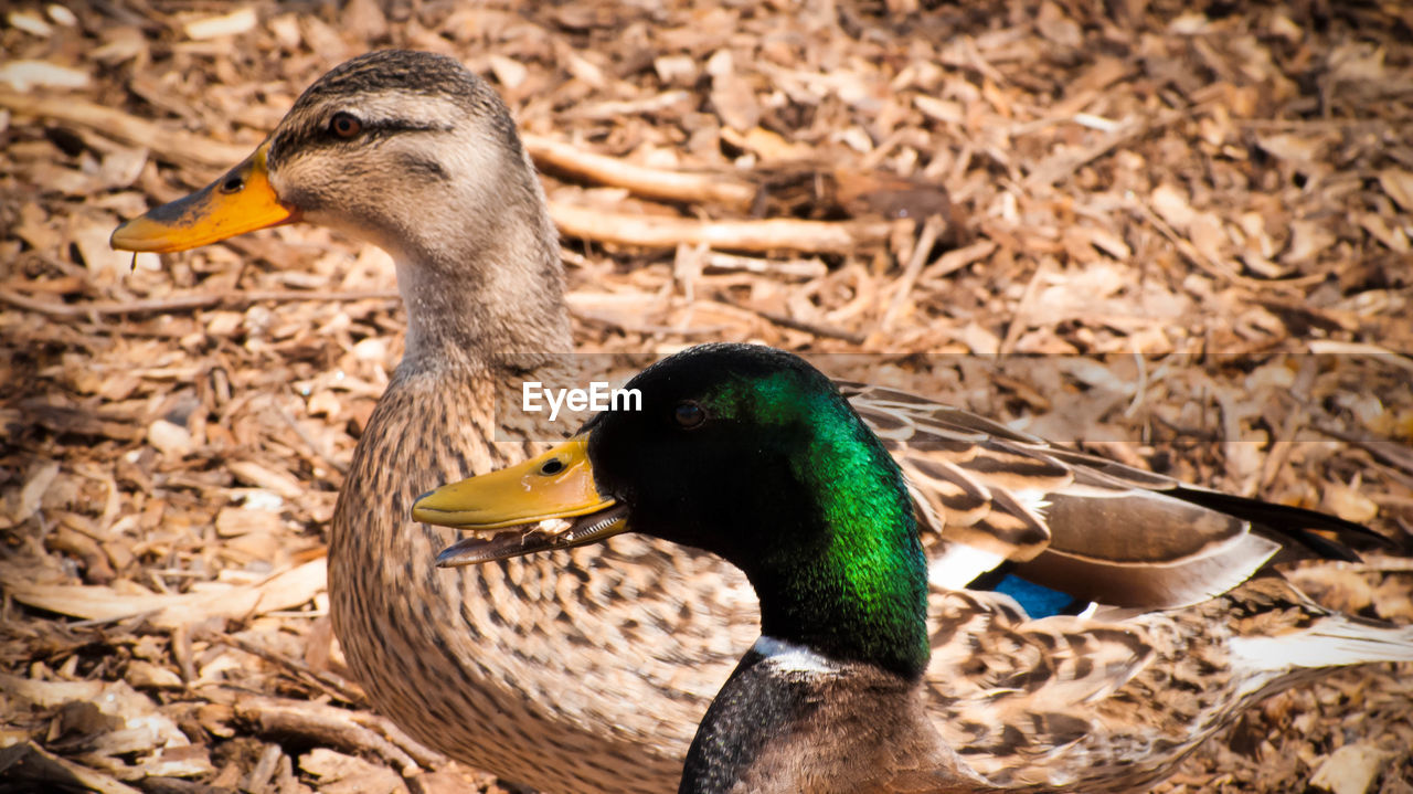 Side view of mallard ducks in zoo