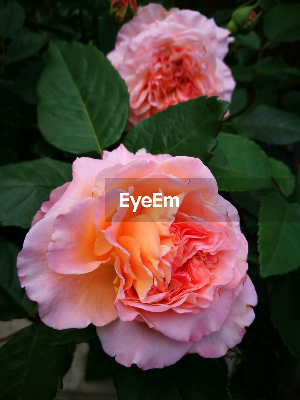 Close-up of pink rose blooming outdoors