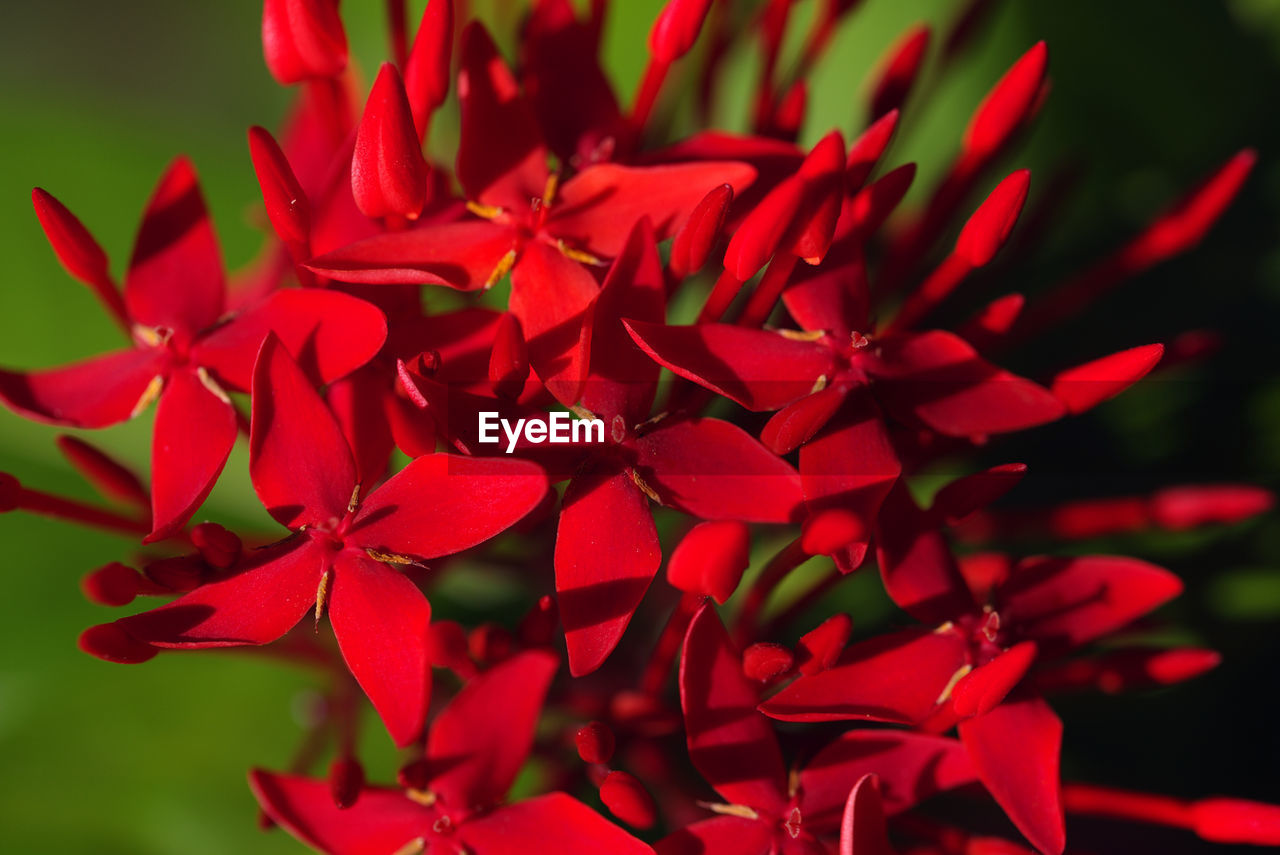 Close-up of red flower