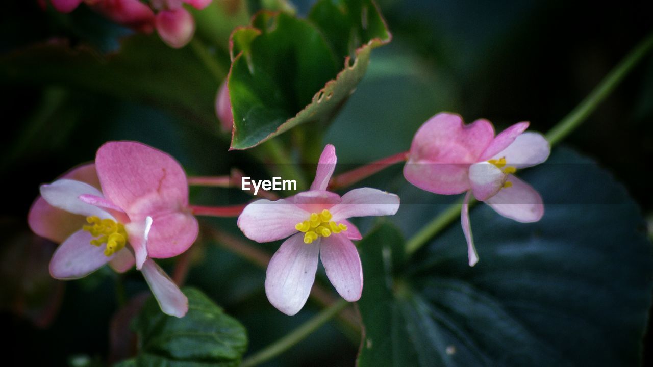 CLOSE-UP OF PINK FLOWERS BLOOMING