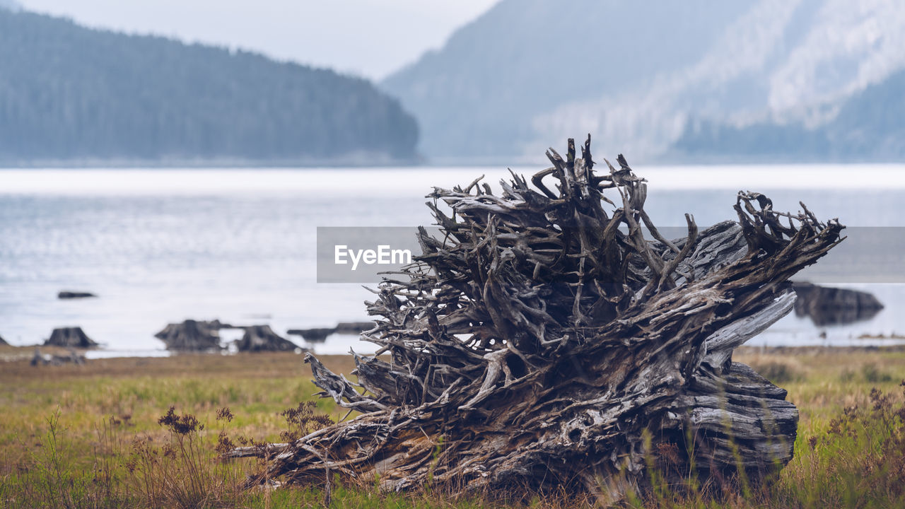 Close-up of tree stump by sea against sky