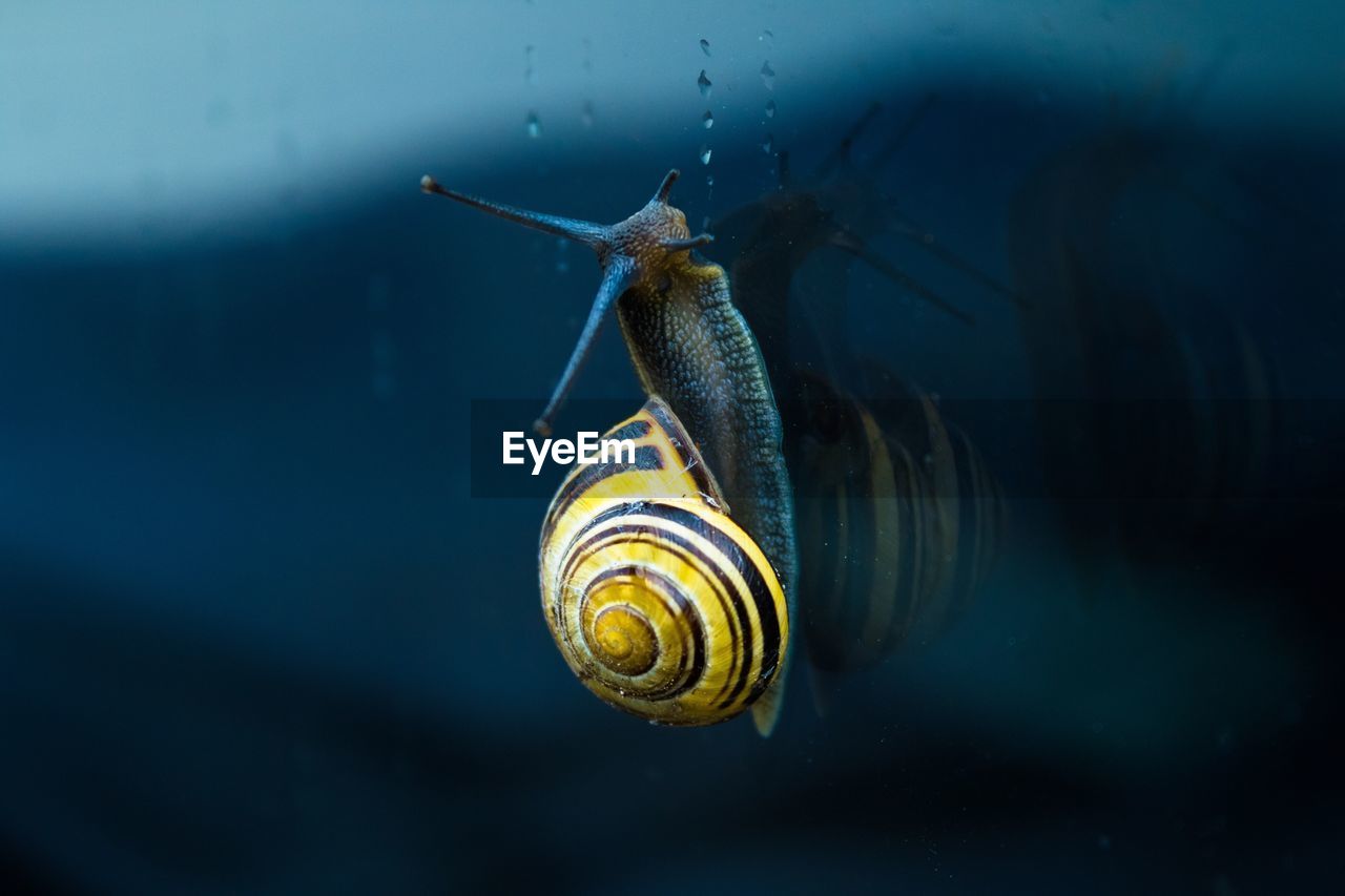 Close-up of snail on glass