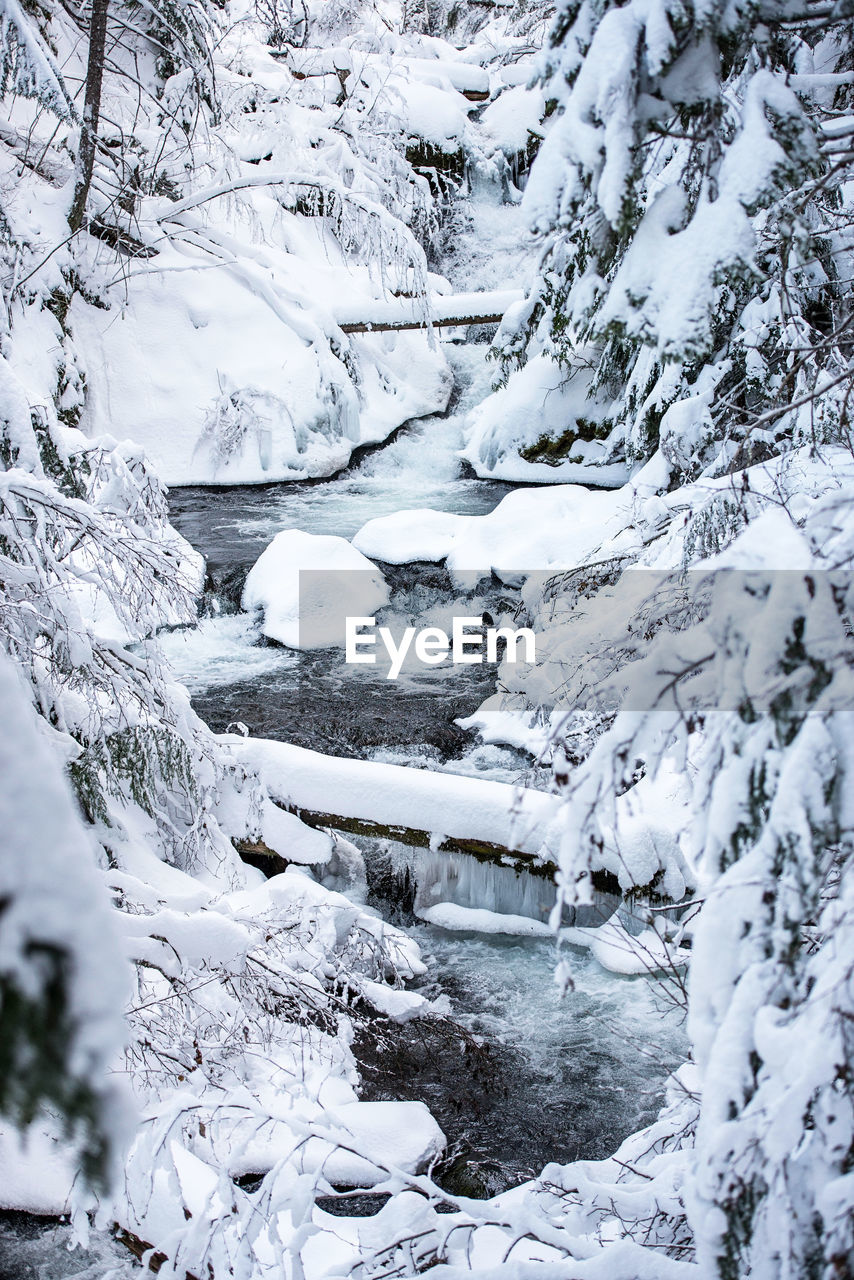 Snow covered trees by river