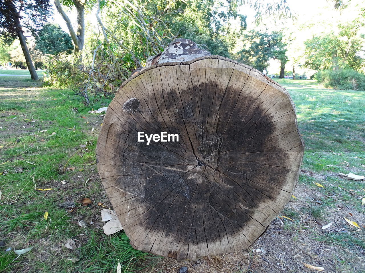 TREE STUMP IN FOREST