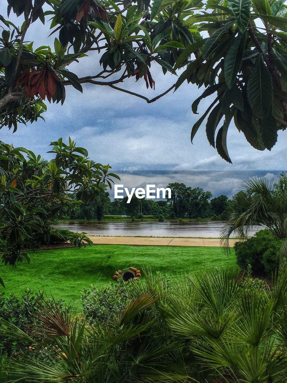 TREES ON GRASSY FIELD AGAINST CLOUDY SKY