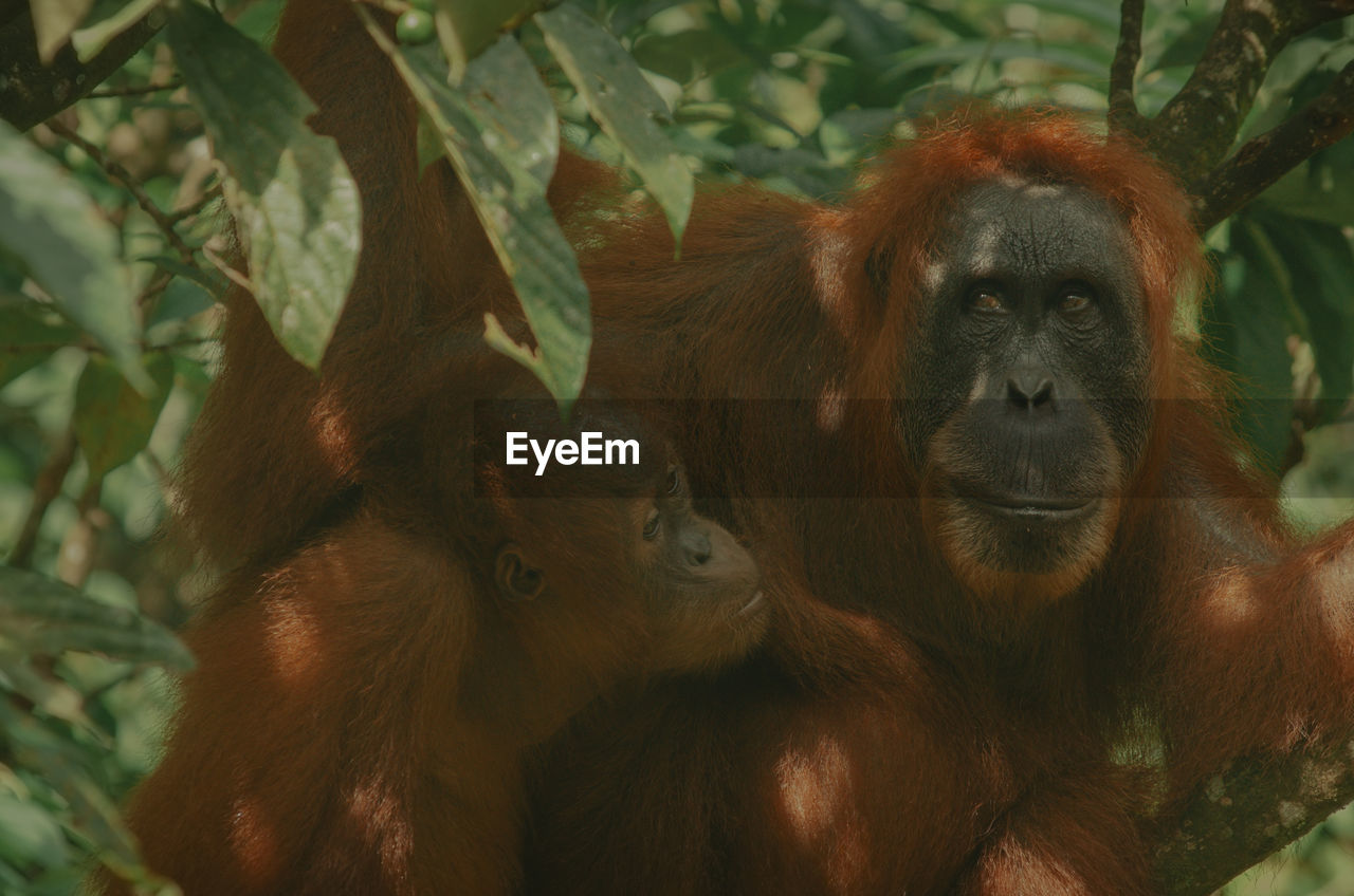 Wild orangutan in the jungle, sumatra, bukit lawang