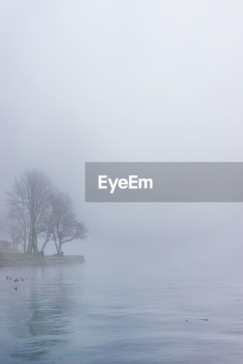 VIEW OF TREES IN FOGGY WEATHER