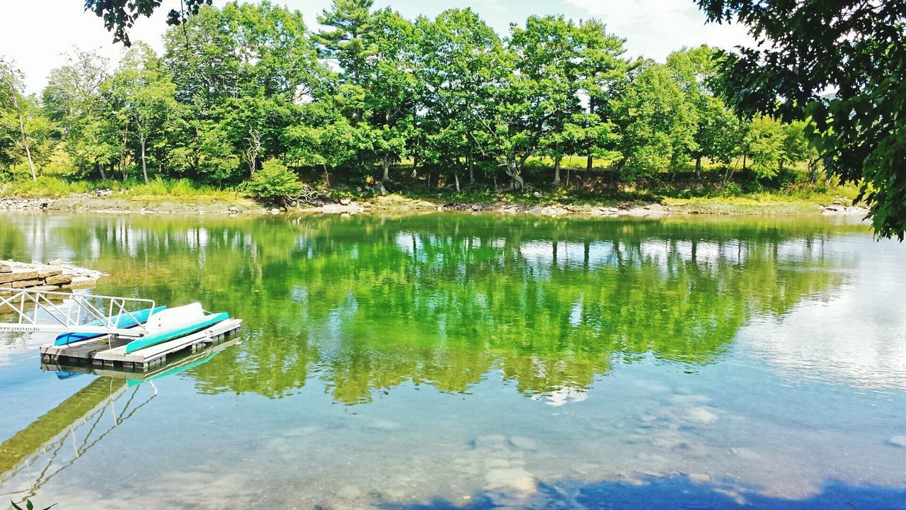 Reflection of lush foliage in pond