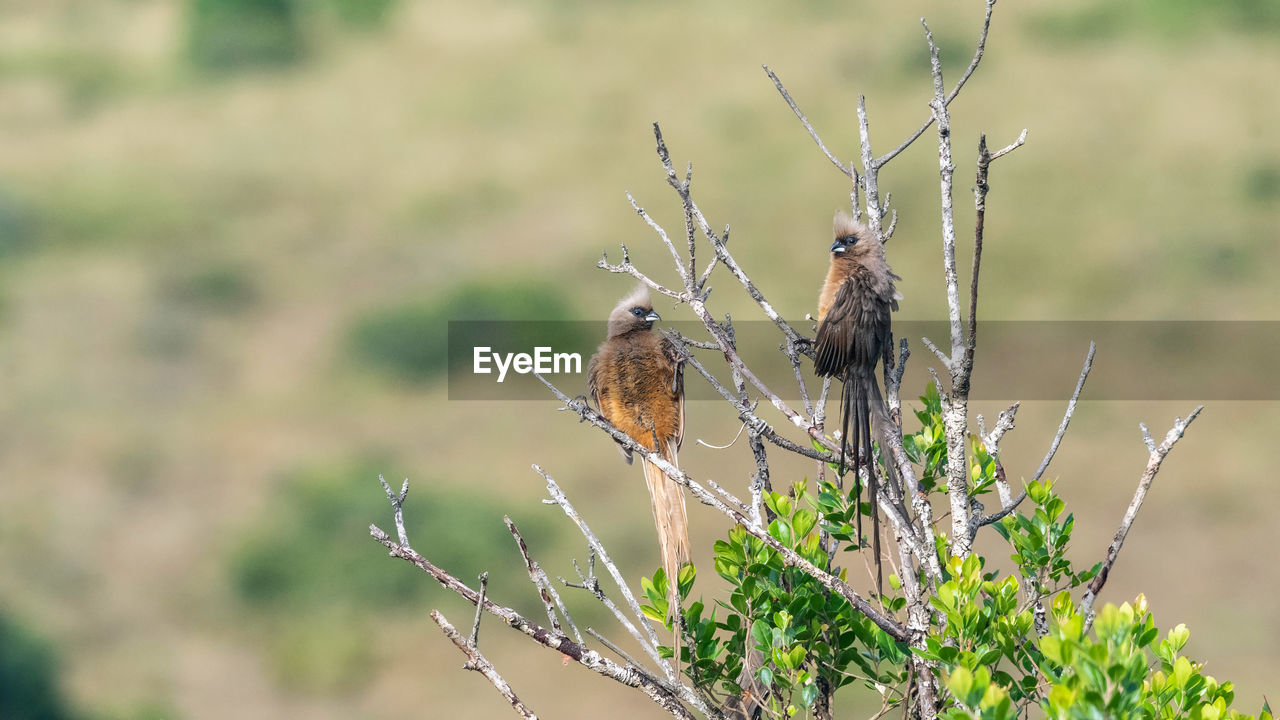 A pair of south african speckled mousebirds on treetop with hillside in background