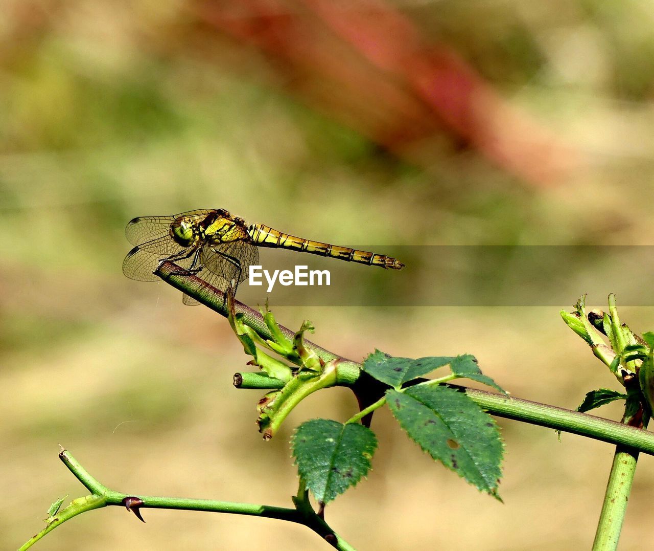 Close-up of dragonfly on plant