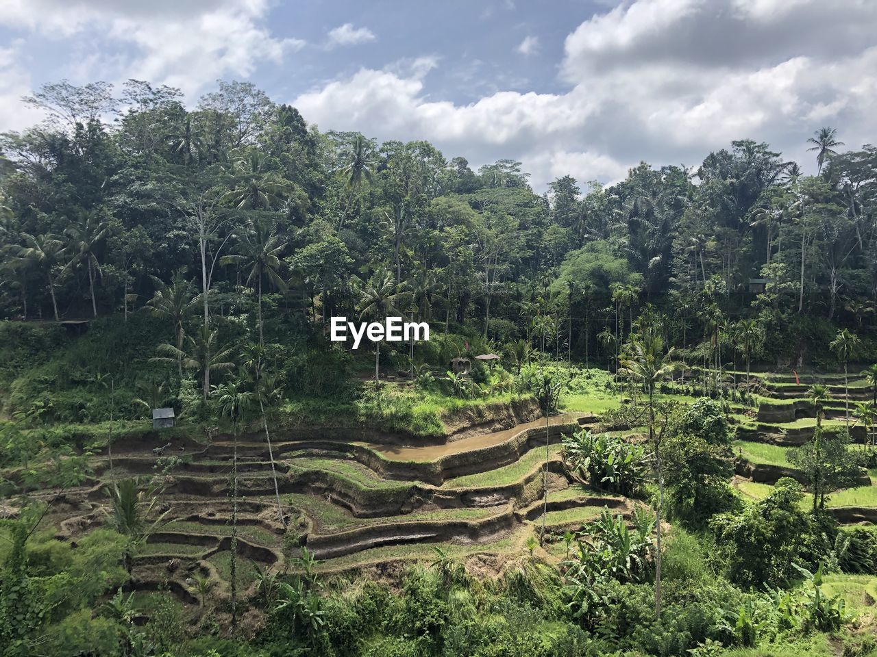 PANORAMIC SHOT OF AGRICULTURAL FIELD AGAINST SKY