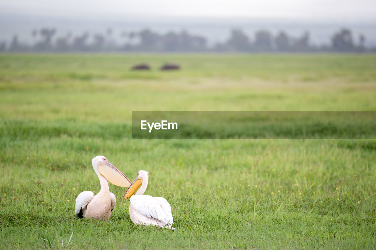 Pelican birds in the green grass standing