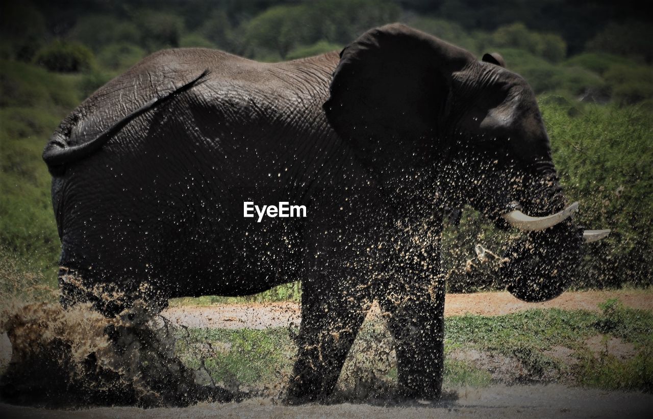 ELEPHANT IN FIELD