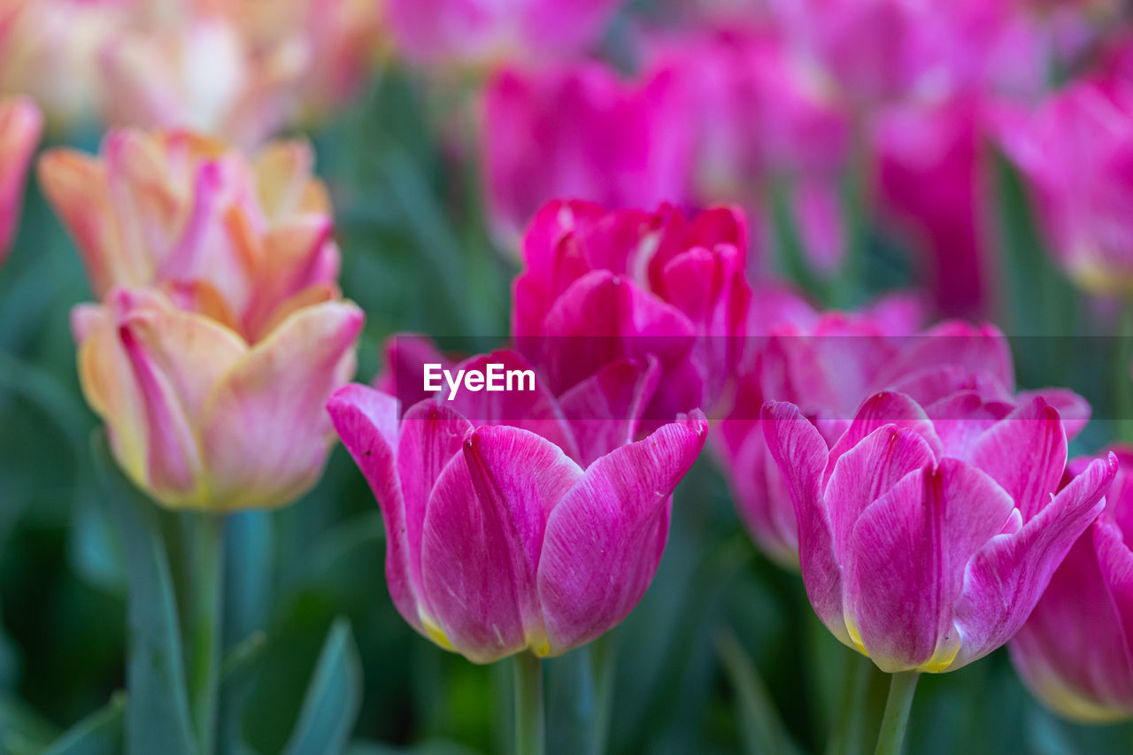 CLOSE-UP OF PINK TULIP PURPLE FLOWERS