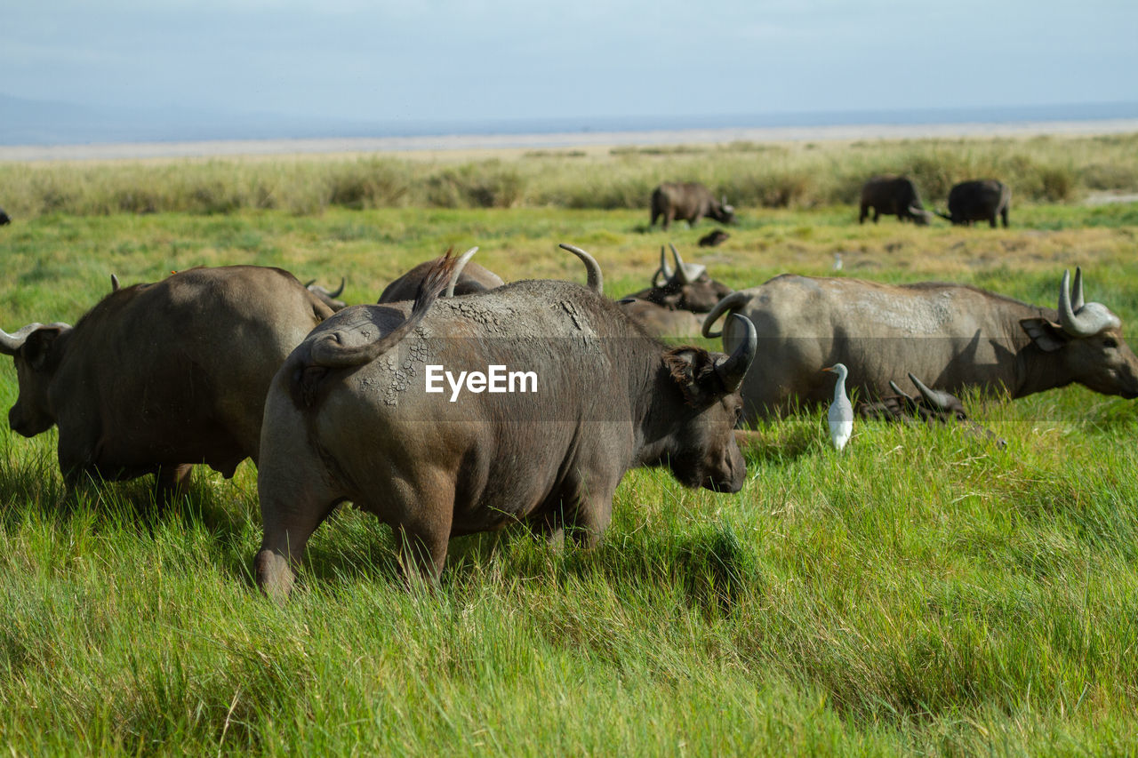 HERD OF SHEEP IN A FIELD